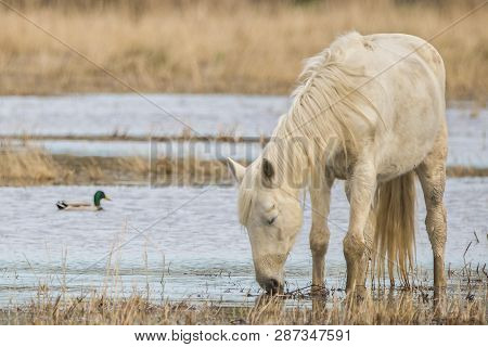 Horse Of The Camargue And Mallard Duck In The Natural Park Of The Marshes Of Ampurdán, Girona, Catal
