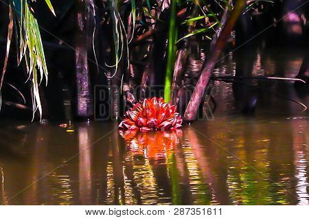 Nipa Palms Has A Large Bunch Of Fruit That Pops Up At The Surface.