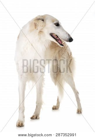 White Borzoi In Front Of White Background