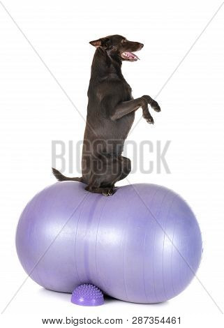 Australian Kelpie In Front Of White Background