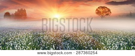 Wild Daffodils