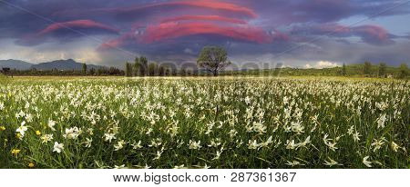 Narcissus Valley