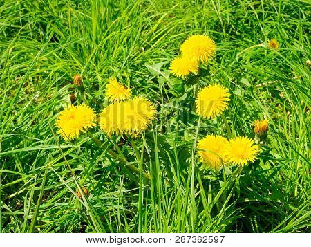 Plant Of Flowering Dandelion With Several Flowers Among Of The High Dense Grass On Glade