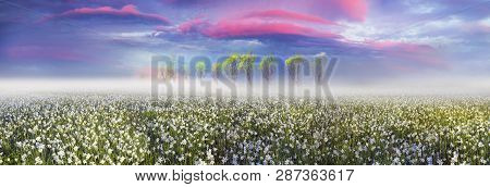Narcissus At Dawn