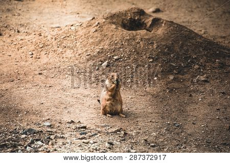 Prairie Dog On Field In Summer In Austria