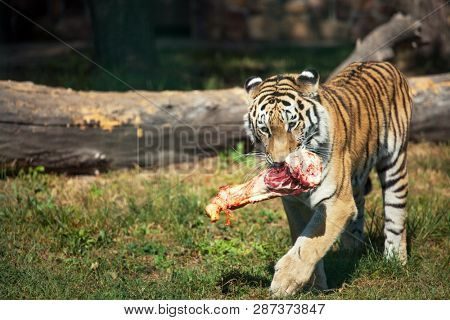 The Amur Siberian tiger eats raw meat.