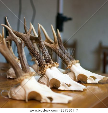 Deer Skulls And Horns, Hunting Trophies On A Table Of Wood