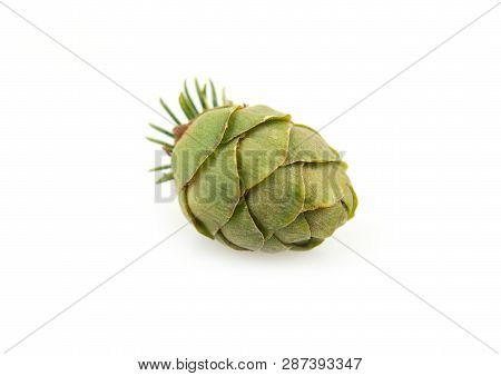 Young Cedarwood Pinecone Isolated On White Background - Изображение