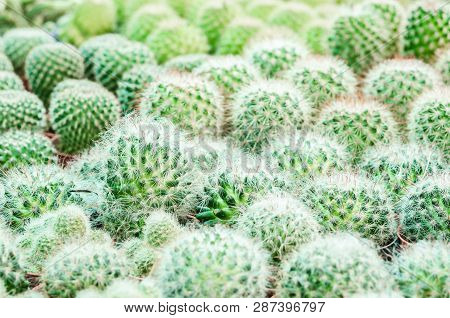 Old Man White Hairy Cactus In Garden.