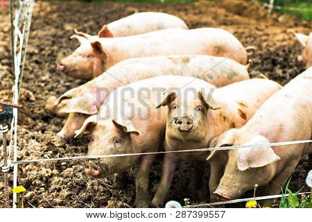 Pigs On The Eco-farm.  Domestic Farm With Pigs, Piglets And Little Goat, Barnyard Outdoor.  Happy Pi