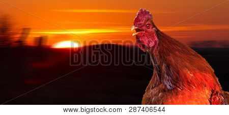 Rooster Meets A New Day At Dawn With A Cock-a-doodle-doo