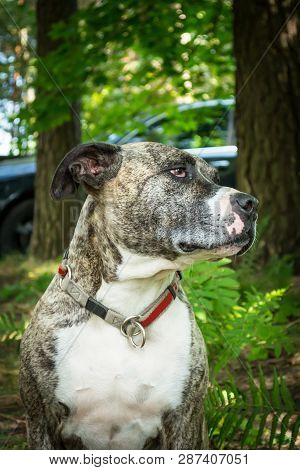Dog Breed Burbul On Nature In The Park In Summer Close-up