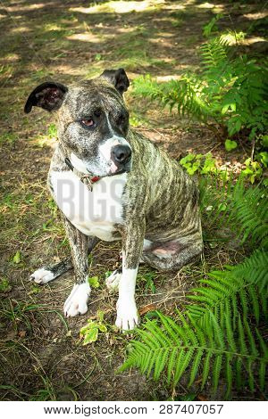 Dog Breed Burbul On Nature In The Park In Summer Close-up