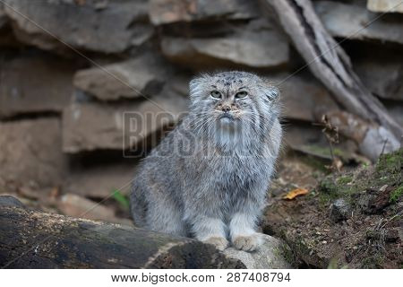 Pallas's Cat, Otocolobus Manul