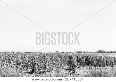 Corns Fields Ready To Be Harvested Near Koppies, A Town In The Free State Province Of South Africa. 