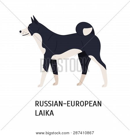 Russo-european Laika. Funny Dog Of Hunting Breed Or Gundog Isolated On White Background. Cute Purebr