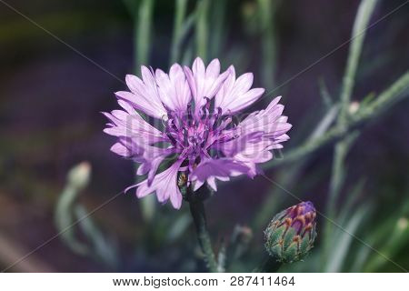 Flower Of Cornflower, Violet Centaurea In Garden, Selective Focus