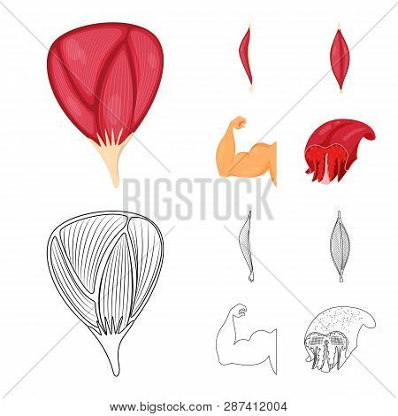 Vector Design Of Fiber And Muscular Logo. Set Of Fiber And Body  Stock Vector Illustration.