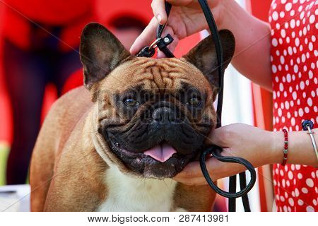 Dog Breed French Bulldog Close Up On A Red Background