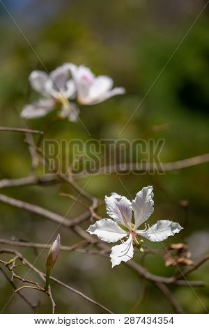 Bauhinia Variegata Purple Orchid Tree A Species Of Plant Family Fabaceae.