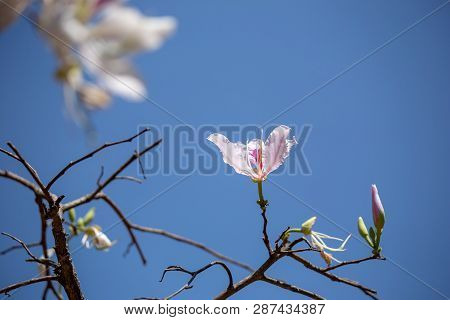 Bauhinia Variegata Purple Orchid Tree A Species Of Plant Family Fabaceae.