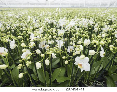Dutch Greenhouse Full Of White Orchids In The Netherlands Near Zaltbommel In Province Of Noord Braba