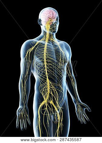 3d rendered illustration of a mans nervous system