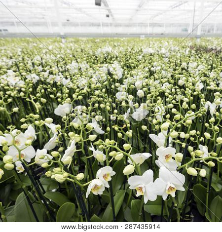 Dutch Greenhouse Full Of White Orchids In The Netherlands Near Zaltbommel In Province Of Noord Braba