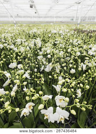 Dutch Greenhouse Full Of White Orchids In The Netherlands Near Zaltbommel In Province Of Noord Braba