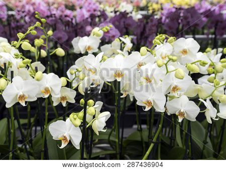 Dutch Greenhouse Full Of White Orchids In The Netherlands Near Zaltbommel In Province Of Noord Braba