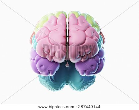 3d rendered illustration of the different human brain areas