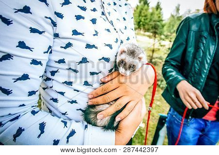 Home Little Raccoon In The Hands Of Woman