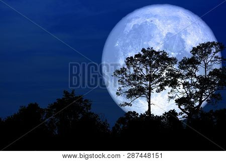 Super Snow Moon Back Silhouette Tree In Field On Night Sky