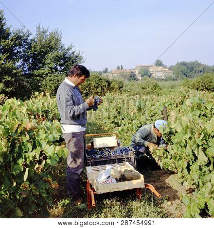 Maubec, France-september 21, 2017: People Harvesting Blue Grapes In The Luberon, France