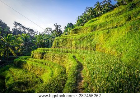 Paddy Field Rice Terraces In Ceking, Ubud, Bali, Indonesia