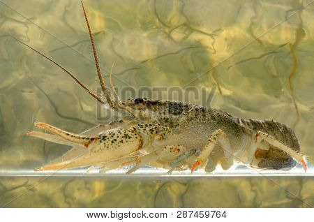 Live Crayfish In The Water Close Up. Freshwater Crustaceans.