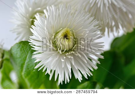 White Daisies Bloomed Against A Background Of Green Leaves. Pomponette White, Bellis Perennis.