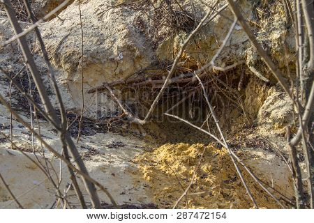 Fox Trail On Wet Sand