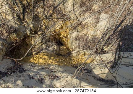 Fox Trail On Wet Sand