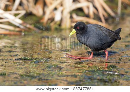Lone Black Crake Wading Carefully Across A Muddy Pond To Look For Some Food