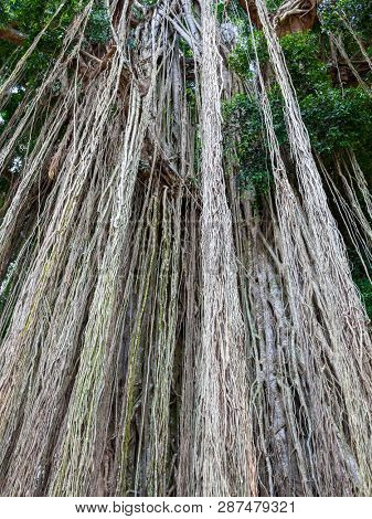 Long trailing aerial or adventitious roots on a tree in Bali Indonesia viewed from below looking up to the green canopy above