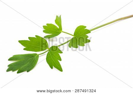 Fresh Lovage Twig (levisticum Officinale) Isolated On White Background