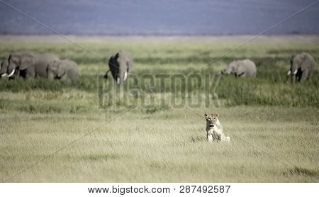A Lion After Feeding With Elephants In The Background At Amboselli National Park