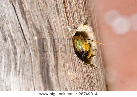 Carpenter Bee In de natuur