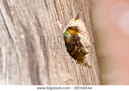 Carpenter Bee In de natuur