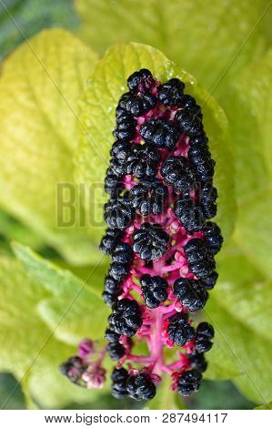 American Lacunosa Berries Grow In The Garden.