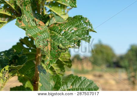 Hazelnut Leaves Are Damaged By Parasites And Rot Diseases. Pests And Hazelnut Garden Protection Conc