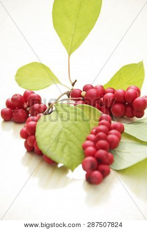 Branches Of Red Schisandra. Clusters Of Ripe Schizandra. Crop Of Useful Plant. Fruits Of Schizandra 