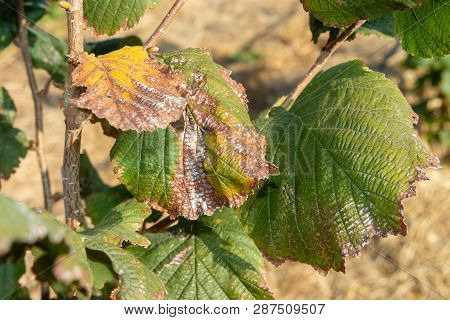 Hazelnut Leaves Are Damaged By Parasites And Rot Diseases. Pests And Hazelnut Garden Protection Conc