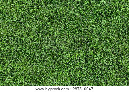 Dark Green Grass Texture Background. Fresh Lawn Field View Frim Above